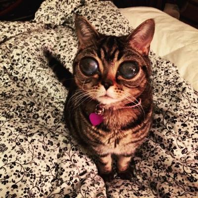 La cuenta de Martina ya tiene más de 400.000 followers