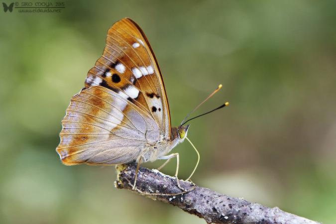 Apaturia ilia (Lesser Purple Emperor)
