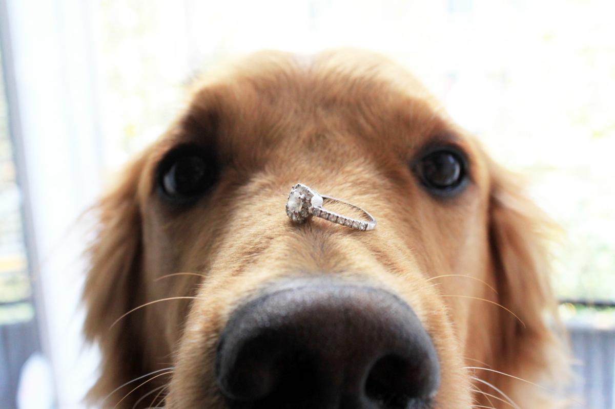 proposal-ideas.com-Dog-with-Engagement-Ring