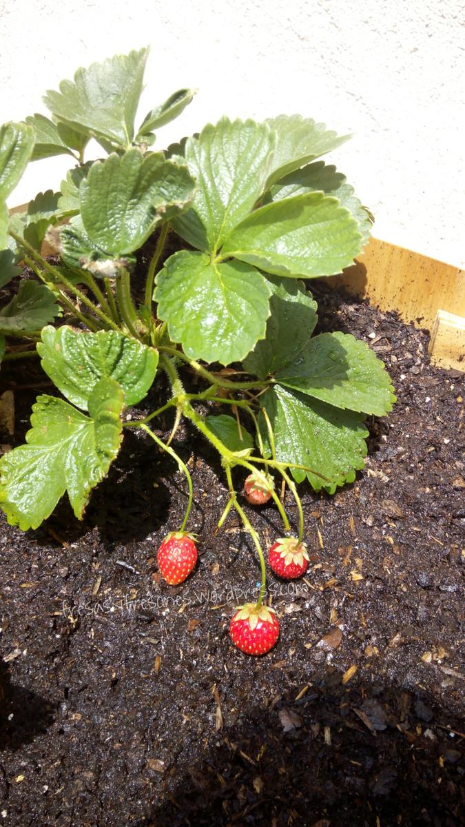 PicsArt_1434884337640