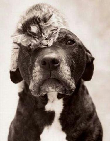 gatos enfadando a perros