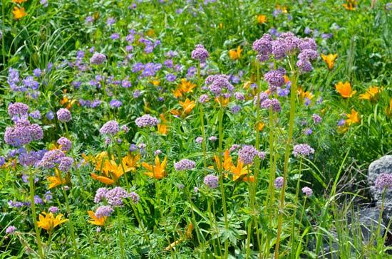Hierbas para vencer el insomnio