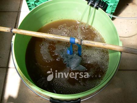 Té de humus, té de compost, compot tea