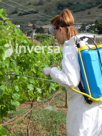 Té de compost, té de humus de lombriz, aplicación foliar