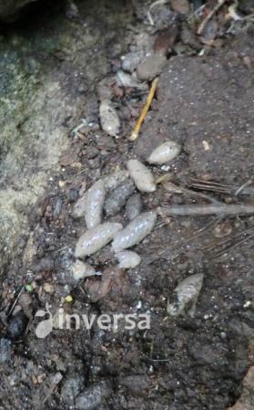 excrementos roedores,