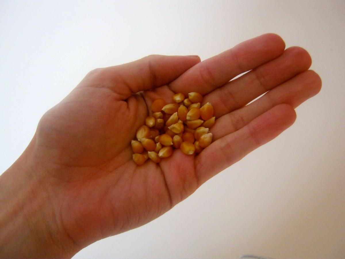 palomitas de maiz natural