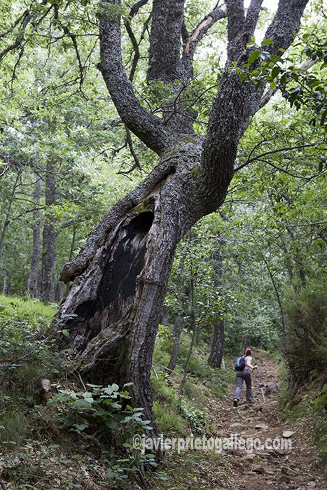 Cueva del Cobre. Parque Natural de Fuentes Carrionas y Fuente Cobre - Montaña Palentina. Palencia. Castilla y León. España. © Javier Prieto Gallego