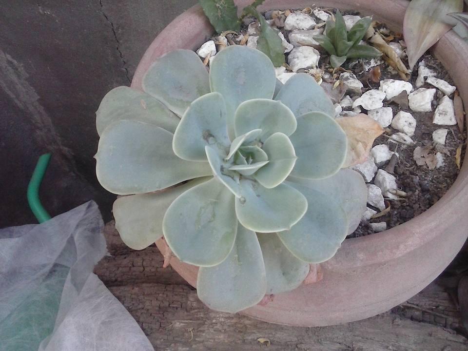 11188226_10203283461601491_1696316603929165108_n