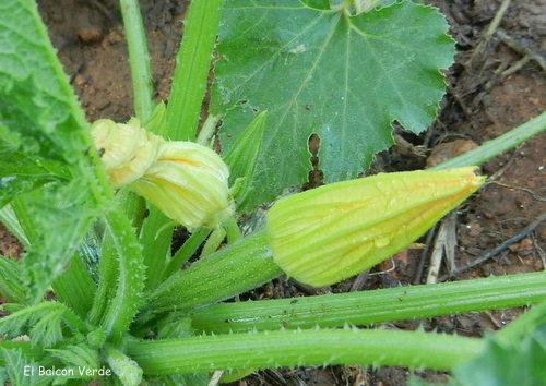 CALABACIN (3)