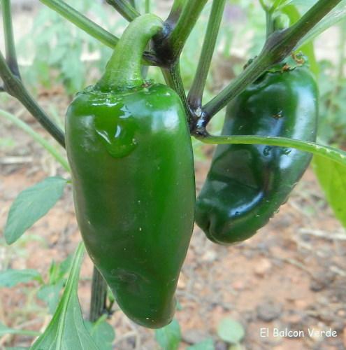 PIMIENTO VERDE 2