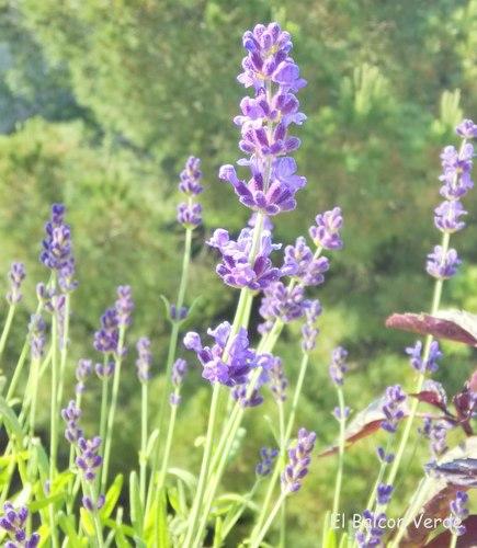 IMG_20150531_091252_HDR