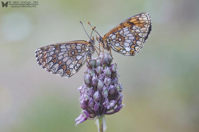 Pareja de Melitaeas (Melitaea sp couple)