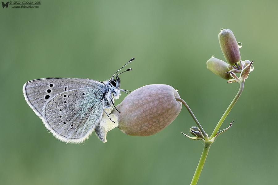 Photograph Glaucopsyche alexis (Green-Underside Blue) by Siro Moya on 500px