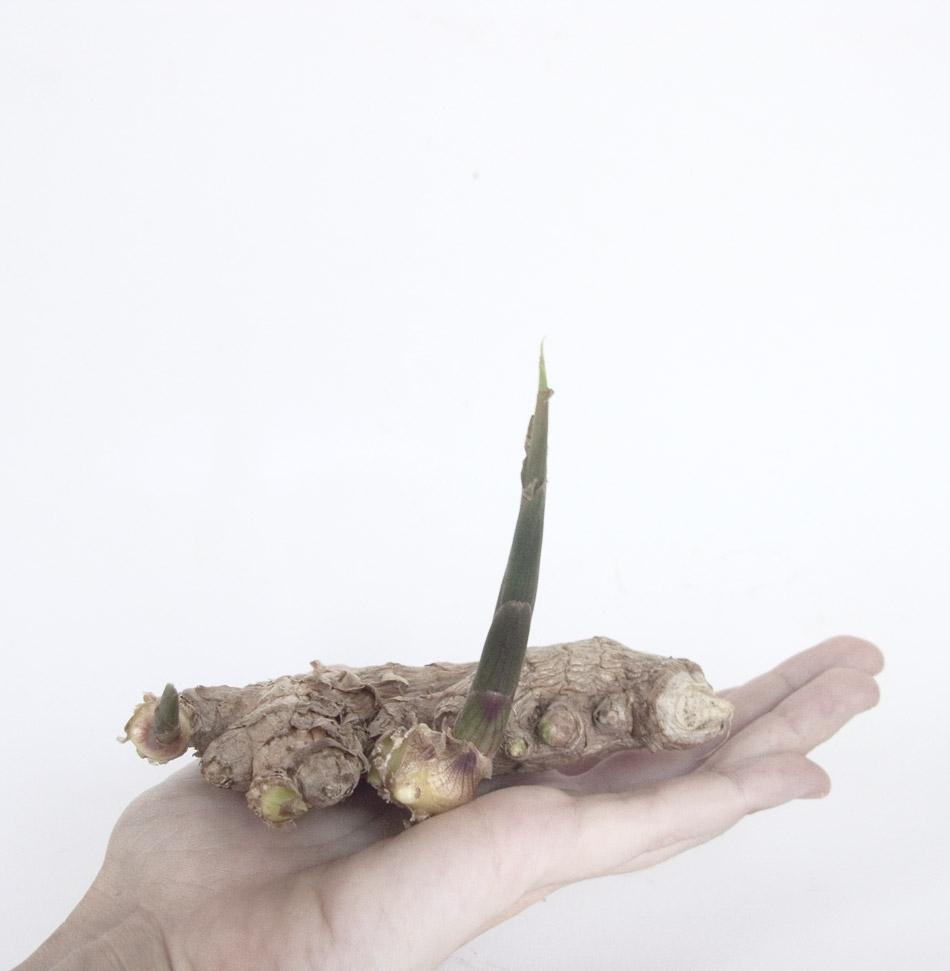 cómo evitar los mareos en los viajes con jengibre