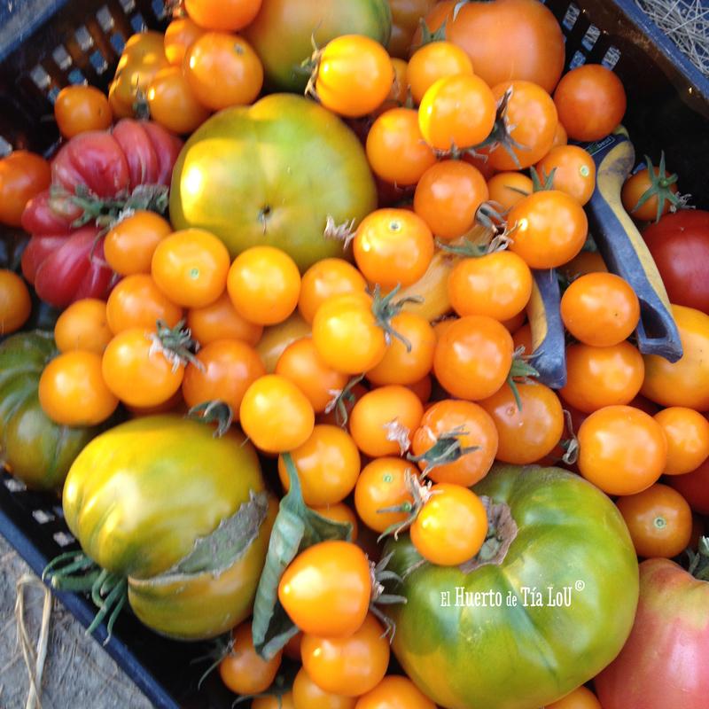 Ola de calor y tomates: Una mala combinacion