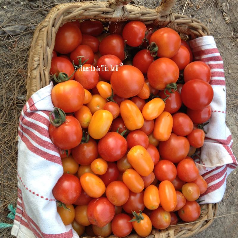 Ola de calor y tomates: Una mala combinacion