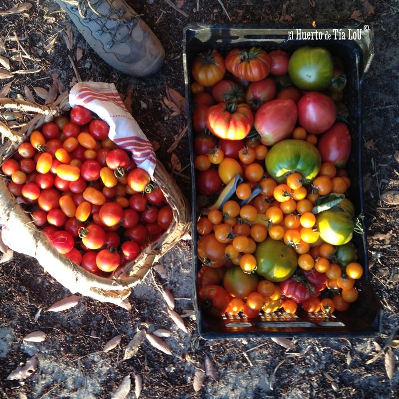 Ola de calor y tomates: Una mala combinacion
