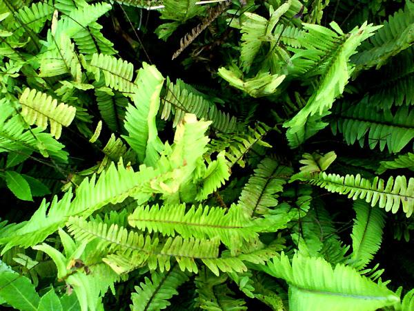 INTERIORISMO ZEN Y MINIMALISTA: LA NATURALEZA EN CASA | Decoración