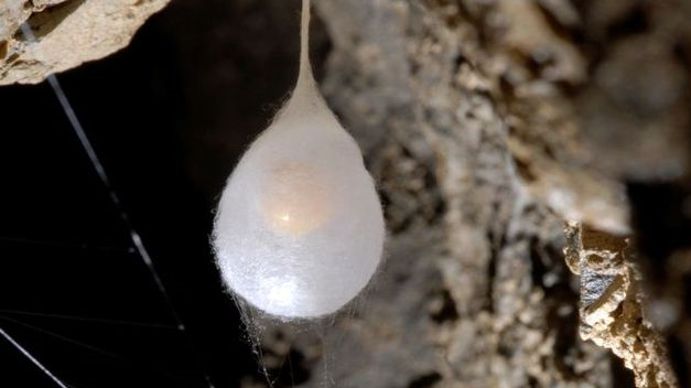 huevos1