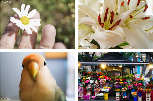 ASweetWinter-Undecima-Colaboradora-Cumpleblog2