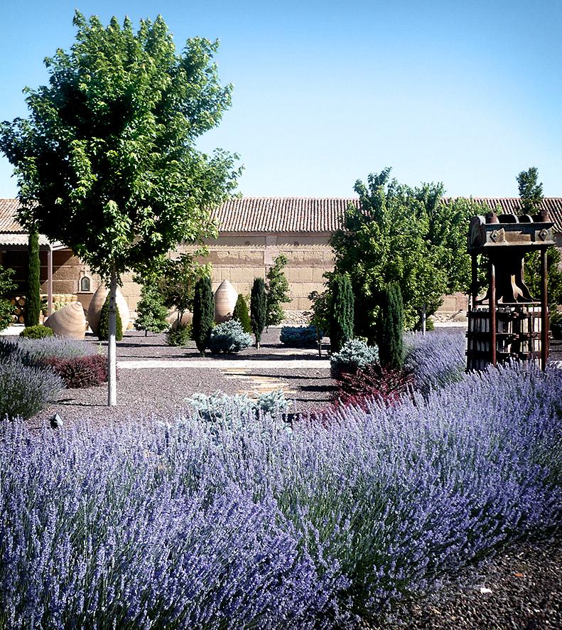 finca-loranque-lavanda