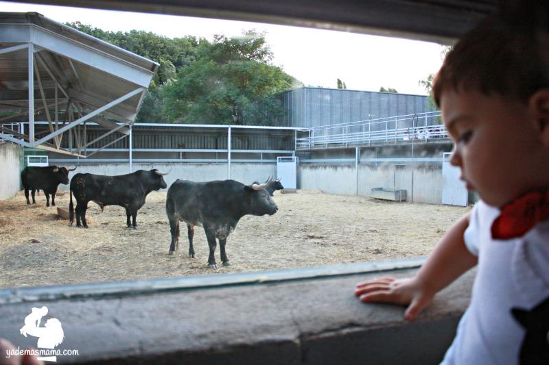 corrales del gas de pamplona