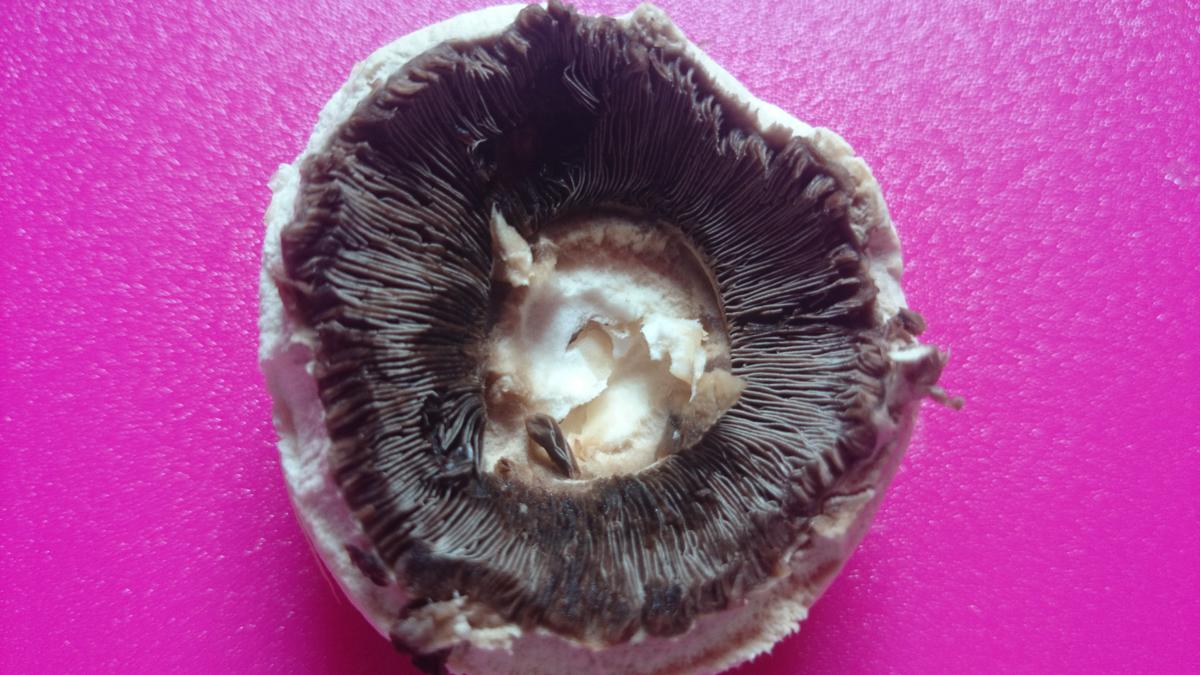 champiñonesrellenos-sombrerito