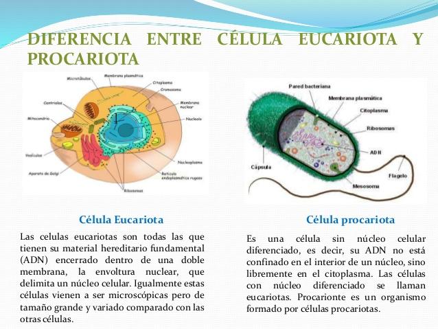 celula Eucariota y Procariota