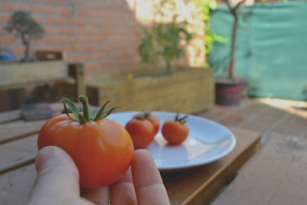 huerto urbano tomates
