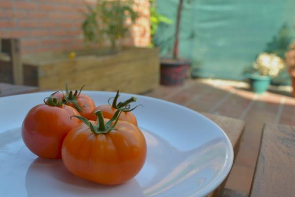 huerto urbano tomates