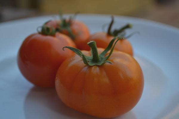 huerto urbano tomates