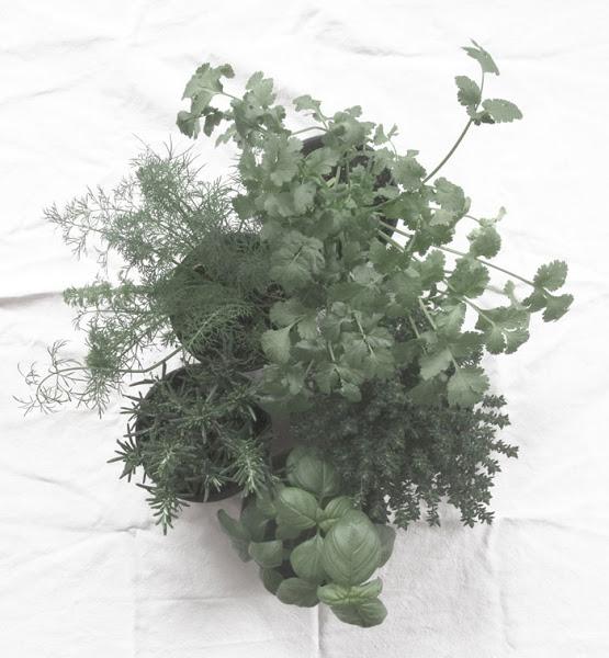 hierbas aromaticas diy conservacion ecologia