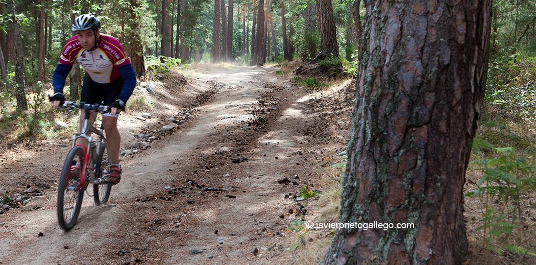 Un ciclista desciende por las pistas del pinar de Valsaín. Segovia. Castilla y León. España © Javier Prieto Gallego;