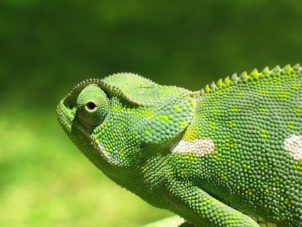 camaleon verde con varios colores