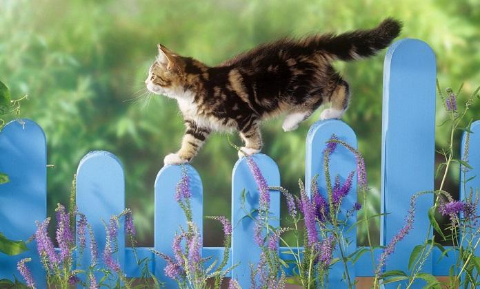 cómo-ahuyentar-a-un-gato-5