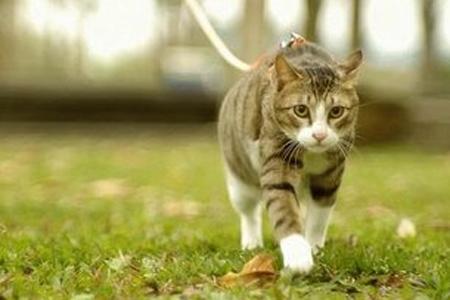 un-gato-paseando-con-correa