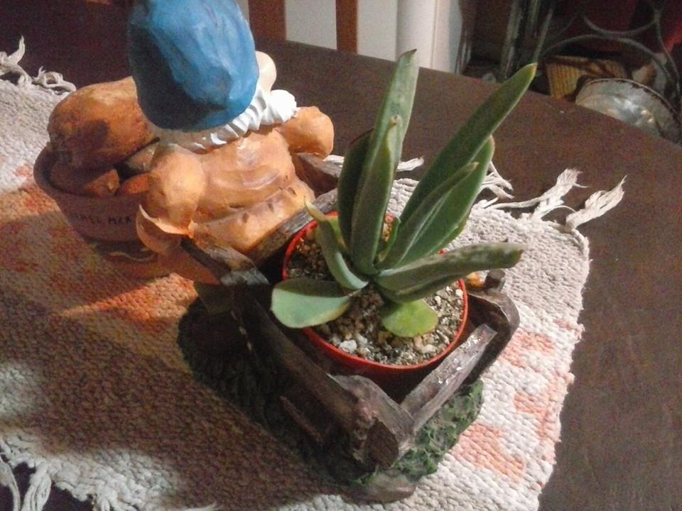 11233080_411299252395290_8834843143659860625_n