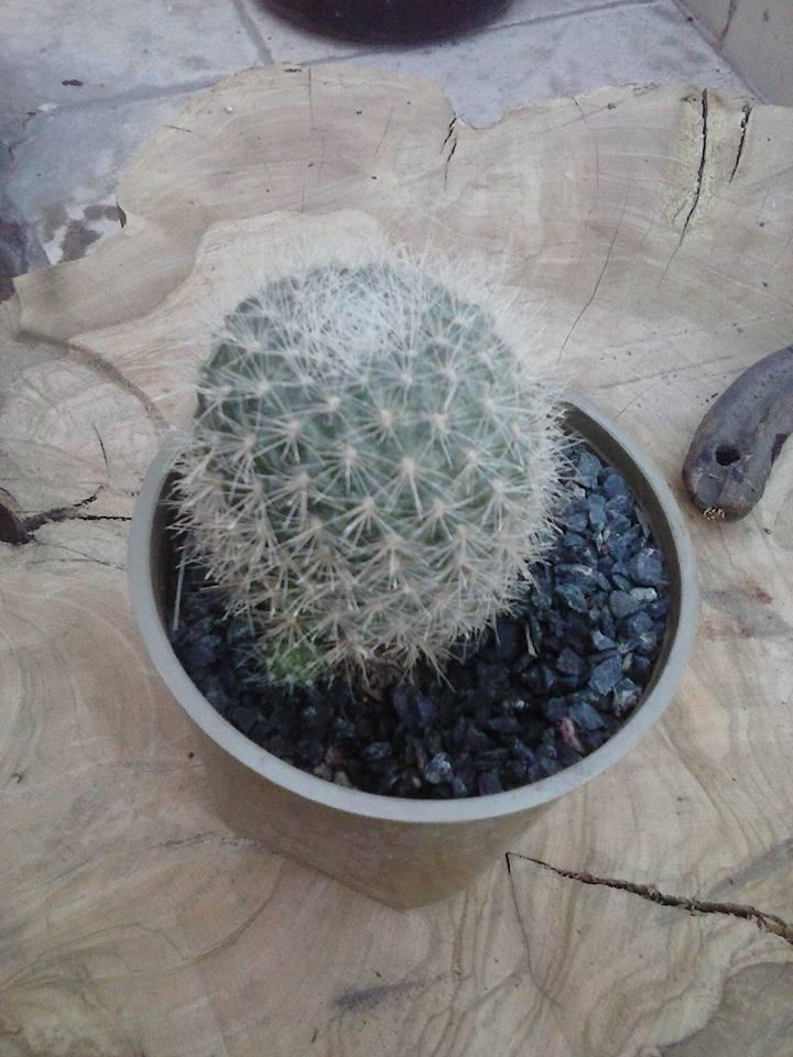 11745462_411297639062118_8787412035791230676_n