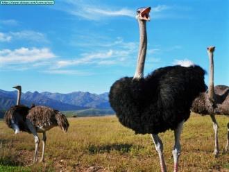 Avestruz