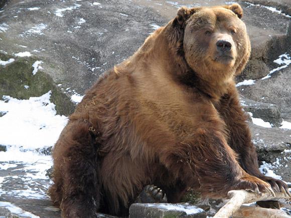 oso gigante de alaska