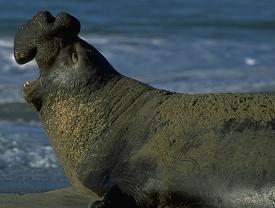 elefante-marino-artico