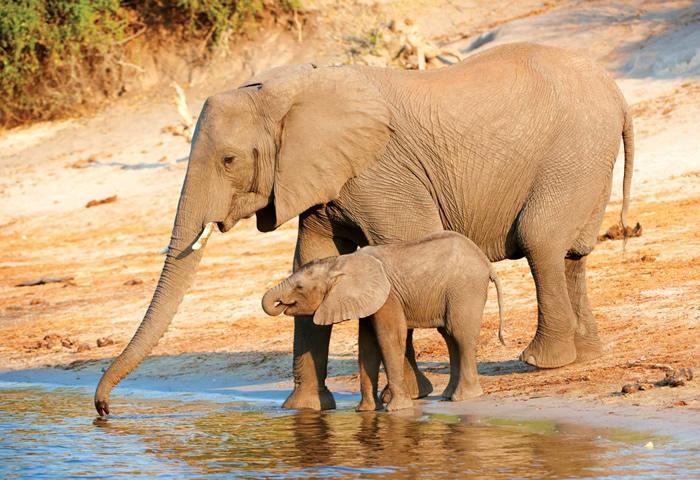Elefantes de la sabana