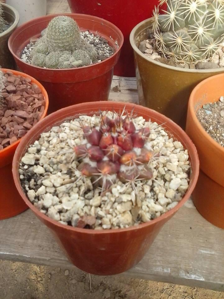 11753655_10203405792259681_248421709108670293_n