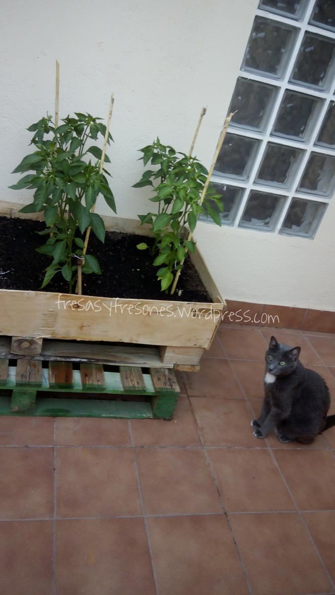 PicsArt_1437937735519