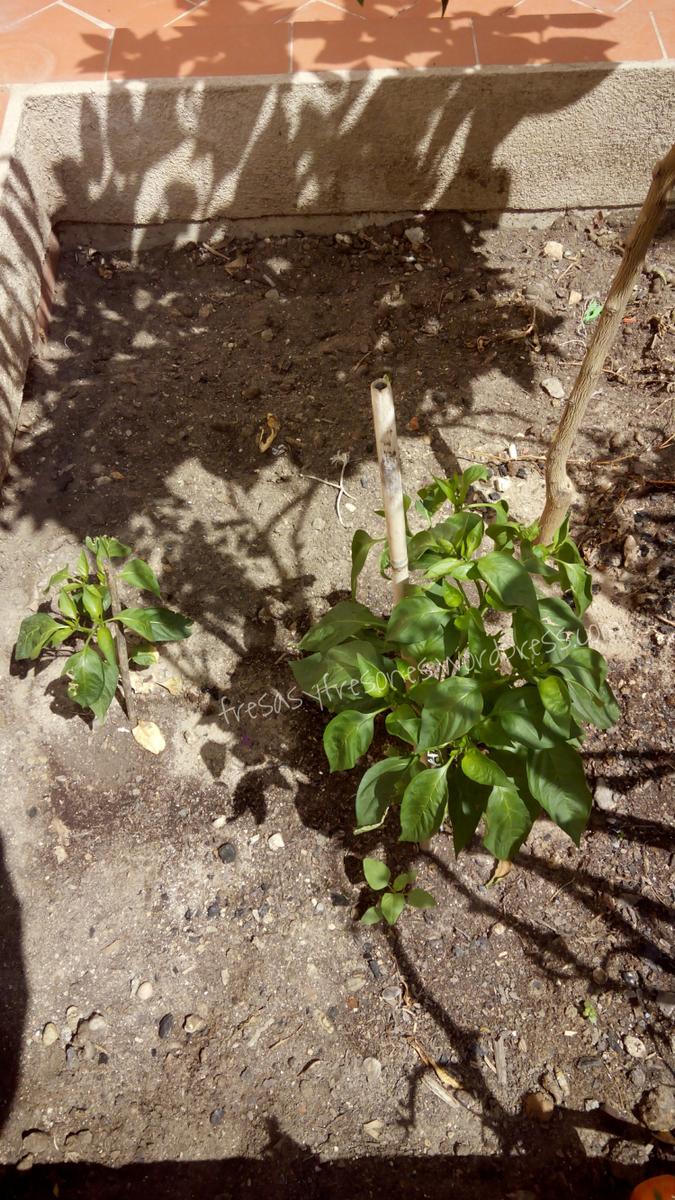 PicsArt_1437937771267