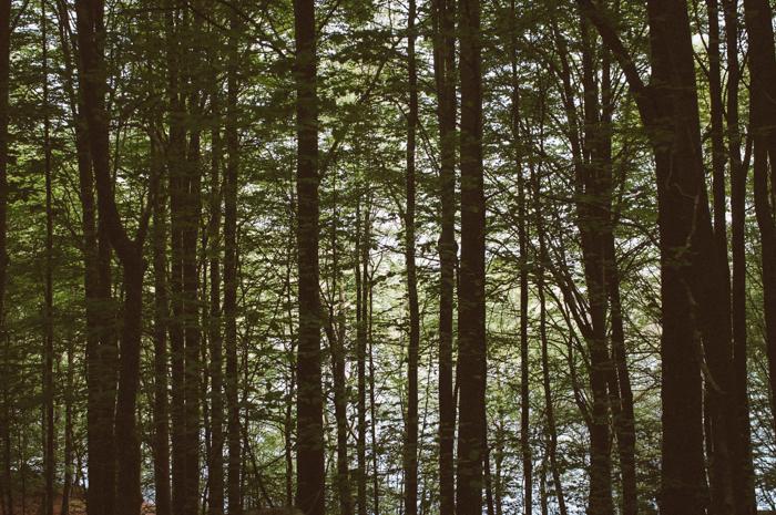 into the wild - decoración de bodas en All Lovely Party