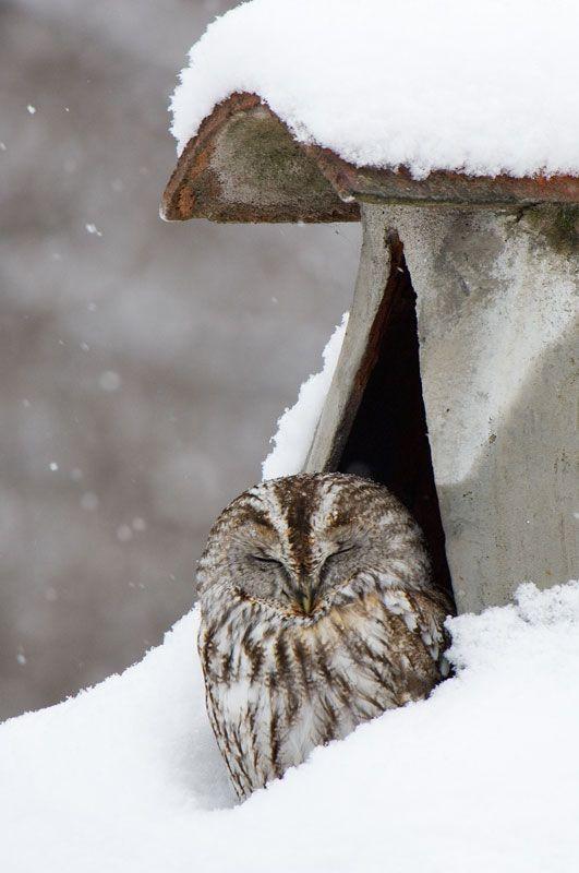 owl-lovely-maow-design-blog