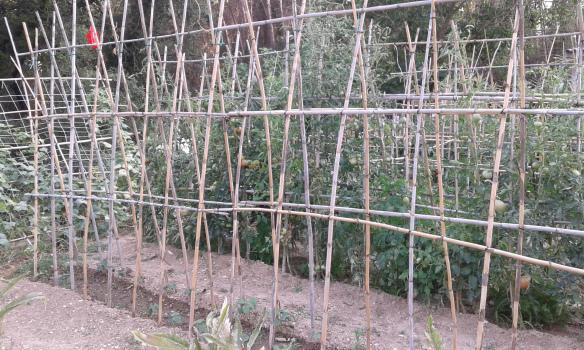 Entutorado con V invertida