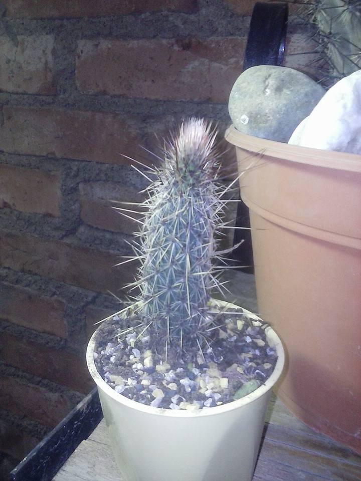 11811303_10203438633440690_1178142907202958584_n