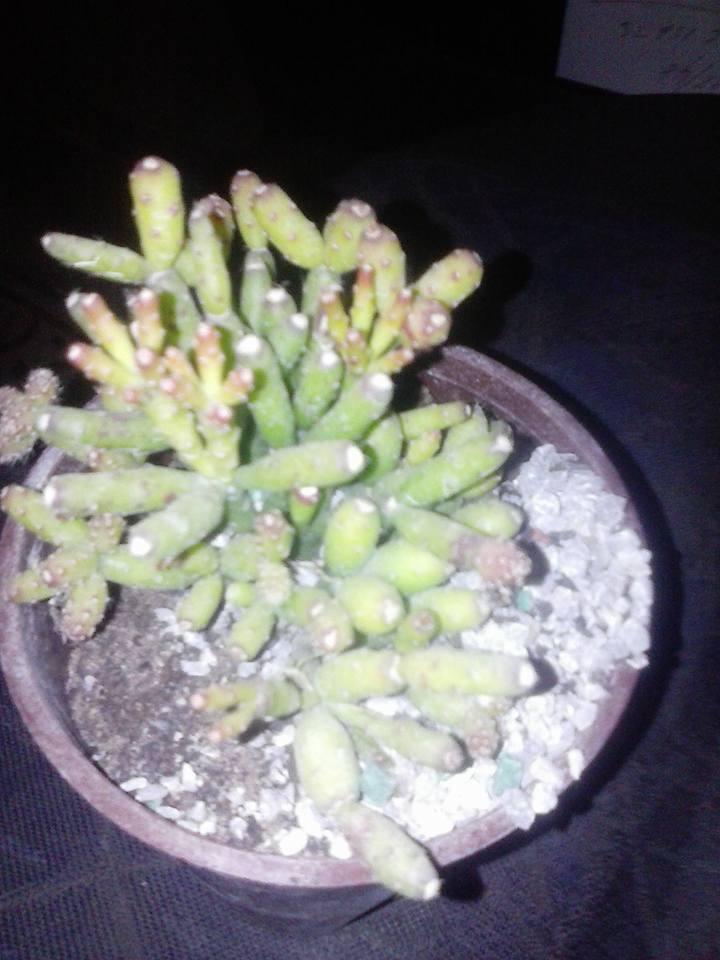 11224162_10203438633040680_4897079717229983253_n